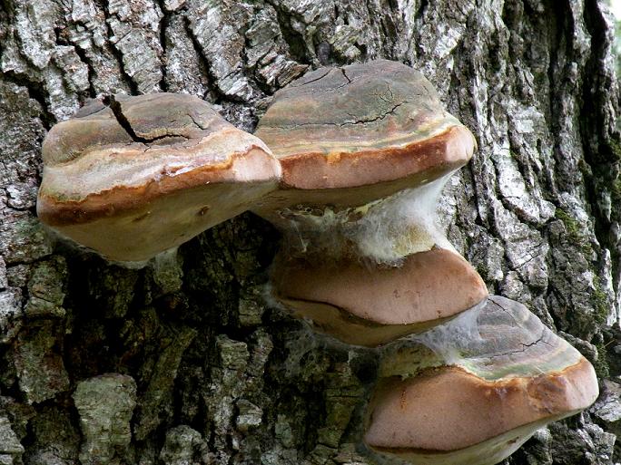Un Phellinus per Marco - foto 7278 (Phellinus pomaceus)